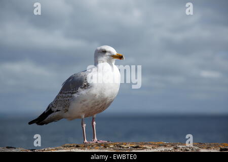 Eine europäische Silbermöwe sitzt auf der Kai-Mauer in Saint Andrews, Fife, Schottland Stockfoto