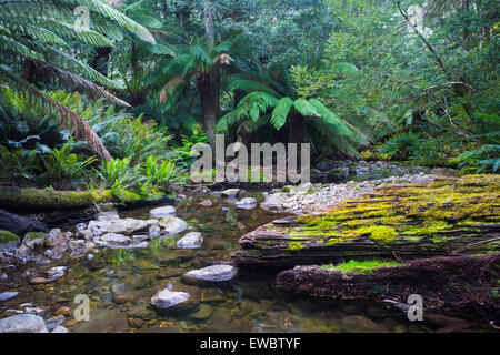 Strom fließt durch einen gemäßigten Regenwald, Tasmanien, Australien Stockfoto