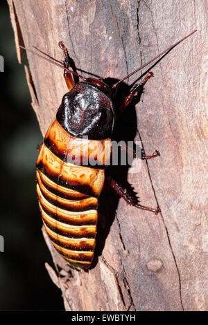Zischen Schabe (Gromphadorhina Portentosa) in der Nacht, Berenty Reserve, Madagaskar Madagaskar Stockfoto