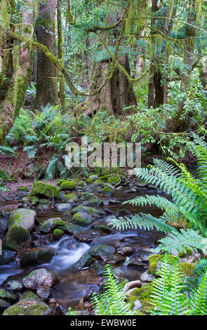 Strom fließt durch einen gemäßigten Regenwald, Tasmanien, Australien Stockfoto