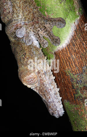 Nahaufnahme des riesigen Blatt-tailed Gecko (Uroplatus Fimbriatus), Nosy Mangabe, Madagaskar Stockfoto