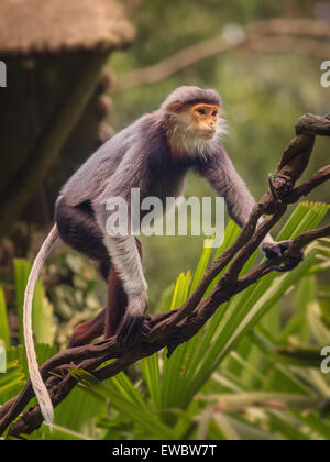 Multi-Coloured Affe mit orangefarbenen Gesicht Douc Languren. Der Zoo von Singapur Stockfoto