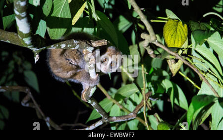 Sunda Slow Loris (Nycticebus Coucang), Malaysia Stockfoto