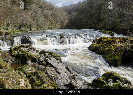 Cenarth Falls, Ceredigion, Wales Stockfoto