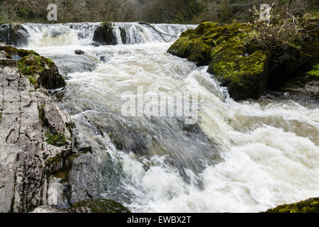 Cenarth Falls, Ceredigion, Wales Stockfoto