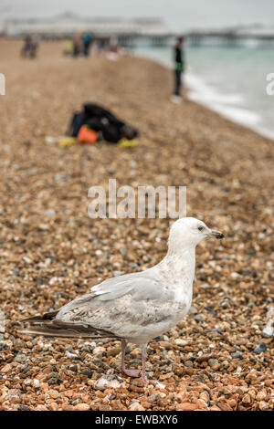 Möwe am Strand Stockfoto