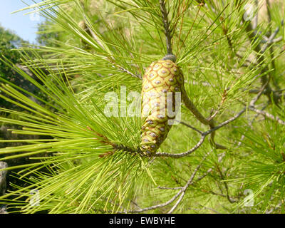 Tannenzweig mit jungen grünen Kegel. Fokus auf Zapfen, Tannenzapfen. Sarti, Griechenland. Stockfoto