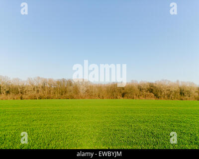 Grünes Weizenfeld neben Wald. Jungen Ähren auf dem Hintergrund des blauen Himmels. Campo di Grano. Stockfoto