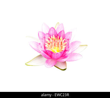 Lotusblume Knospen Lotus und Lotus Blume Pflanzen. Stockfoto