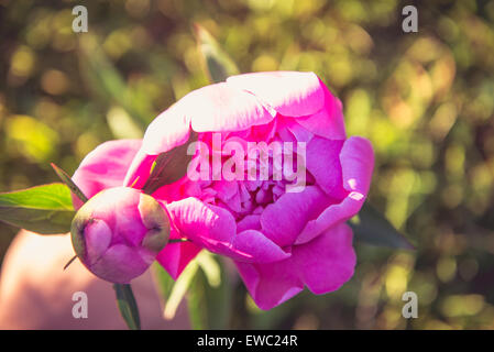 Foto der Pfingstrose Blumen. Viel Grün ringsum. Stockfoto