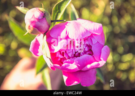 Foto der Pfingstrose Blumen. Viel Grün ringsum. Stockfoto