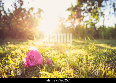 Foto der Pfingstrose Blumen. Viel Grün ringsum. Stockfoto