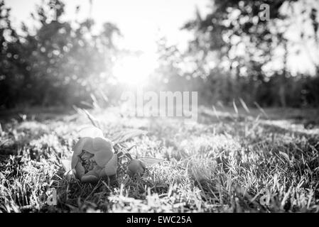 Foto der Pfingstrose Blumen. Viel Grün ringsum. Stockfoto