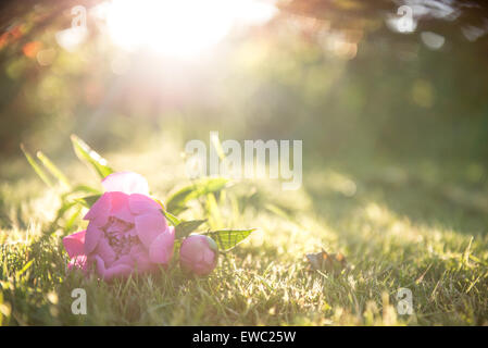 Foto der Pfingstrose Blumen. Viel Grün ringsum. Stockfoto