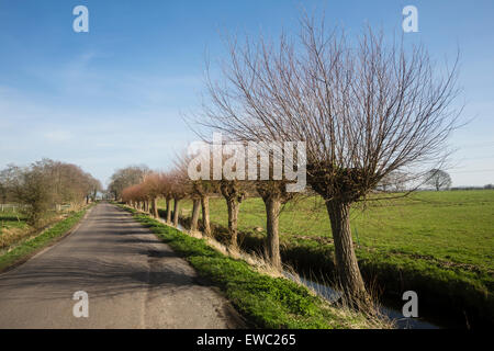 Kopfweiden. Somerset-Ebenen Stockfoto
