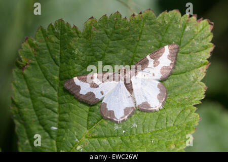 Getrübte Grenze - Lomaspilis marginata Stockfoto