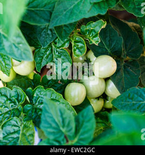 Eine Tomatenpflanze mit kleinen, neuen grüne Tomaten, Solanum Lycopersicum. USA. Home gewachsen und organisch. Stockfoto