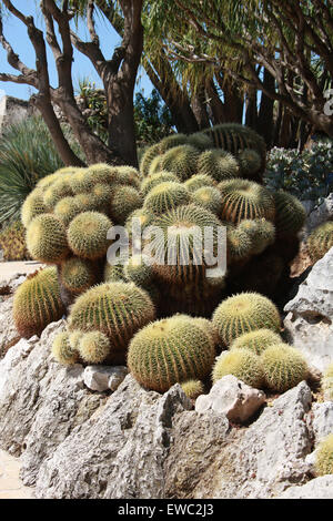 Golden Barrel Cactus, Echinocactus Grusonii, Cactaceae. Monaco Botanischer Garten, Monaco. Stockfoto