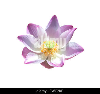 Lotusblume Knospen Lotus und Lotus Blume Pflanzen. Stockfoto