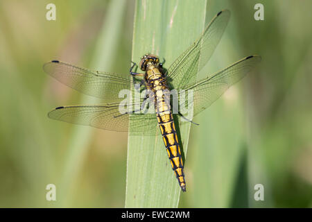 Schwarz-angebundene Skimmer - Orthetrum Cancellatum. Weiblich Stockfoto