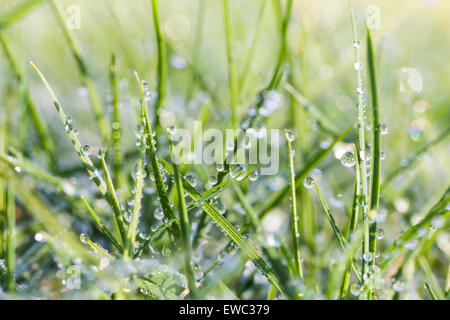 Viele hängen Wasser tropft auf grünen Rasen Blätter im Morgengrauen Stockfoto