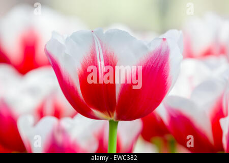 Rot mit weißen Tulpe Tulpen davor Stockfoto