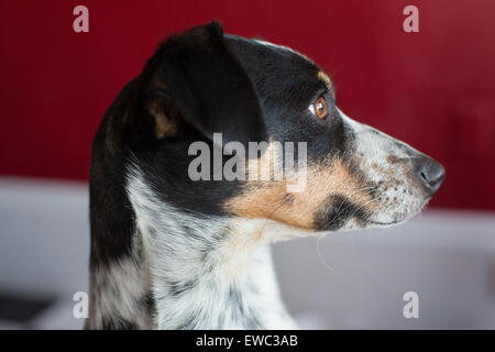 Wheat Ridge, Colorado - ein Porträt von Chloe den Hund. Sie ist Teil Whippet und Jack Russell Terrier. Stockfoto