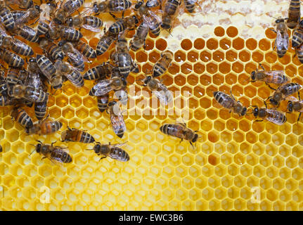 Arbeitende Bienen auf Honigzellen Stockfoto