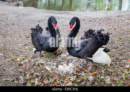 Paar schwarze Schwäne verteidigende Eiern im Nest in der Nähe von Teich Stockfoto