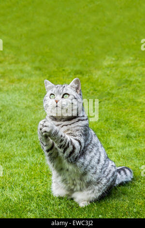 Britisch Kurzhaar Schwarz Silber Tabby Katze sitzt auf dem grünen Rasen zu beten Stockfoto