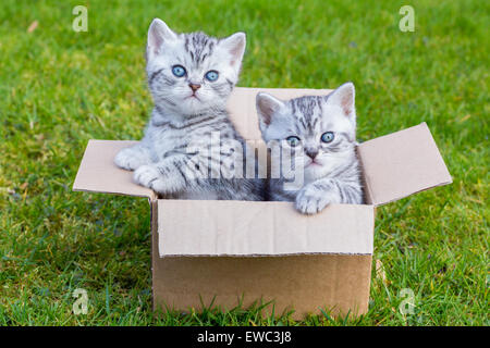Junge Britisch Kurzhaar Schwarz Silber Tabby-Katzen in Cartboard Feld auf dem Rasen Stockfoto