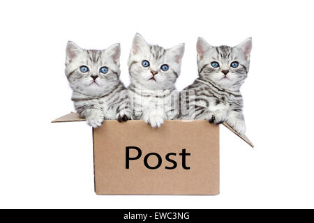 Drei junge Britisch Kurzhaar Schwarz Silber Tabby Katzen in Karton isoliert auf weißem Hintergrund Stockfoto