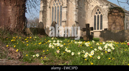 Frühling Blumen - Primeln und kleinen Schöllkraut - auf einen Kirchhof bei Bainton in die Yorkshire wolds Stockfoto