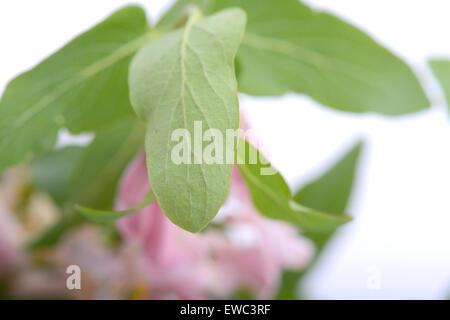 grünes Blatt Hintergrund Stockfoto