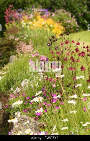 Stauden wachsen in einen Rahmen in einem traditionellen englischen Land Garten im PEak District, DErbyshire, England UK Stockfoto