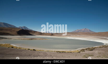 Eduardo Avaroa Anden Fauna Nationalreservat. Vulkane und Seen der Schwefel in Bolivien. Stockfoto