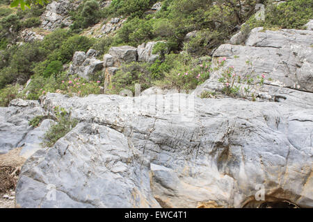 Fossile Fische, die auf den Felsen entlang der Schlucht des Aposelemi in Kreta, Griechenland zu finden. Stockfoto