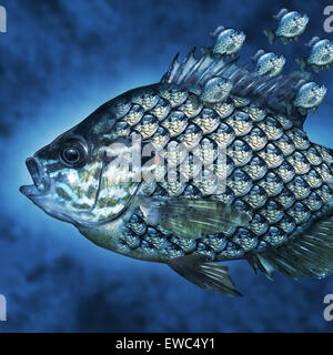 Gruppe-Leadership Management-Business-Konzept als ein großer Fisch mit einer Gruppe von kleineren Fischen wie Skalen auf dem Wassertier als Manager Symbol für die Leitung einer Organisation und Schulung der Mitarbeiter, die Botschaft zu verbreiten. Stockfoto