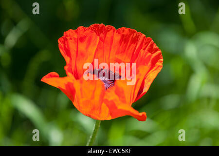Eine orientalische Mohn in voller Blüte Stockfoto