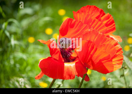 Orientalischer Mohn in voller Blüte Stockfoto