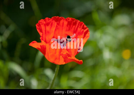 Eine Hummelbiene, die auf einem orientalischen Mohn landet Stockfoto