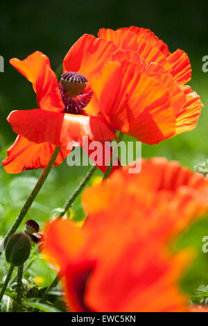 Roter orientalischer Mohn in Blüte Stockfoto