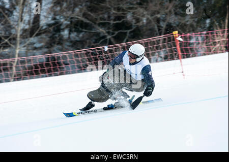 Ein behinderter Konkurrent mit speziell angepassten Skiausrüstung, Rennen bergab in ein Riesenslalom-Rennen Stockfoto