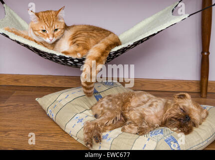 Katze und Hund schlafen friedlich in der Nähe auf dem Boden und in der Hängematte Stockfoto