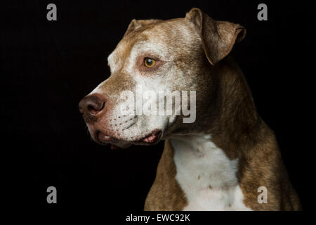 Klassisches Studio Kopfschuss von einem braun kurzen Haaren Vergrauung senior Pitbull Hund im Profil auf schwarzem Hintergrund Stockfoto