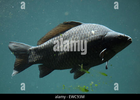 Wilde Karpfen (Cyprinus Carpio) im Schönbrunn Zoo in Wien, Österreich. Stockfoto