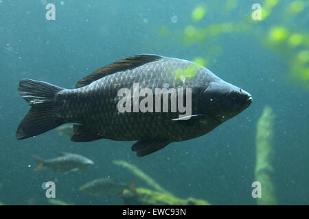 Wilde Karpfen (Cyprinus Carpio) im Schönbrunn Zoo in Wien, Österreich. Stockfoto