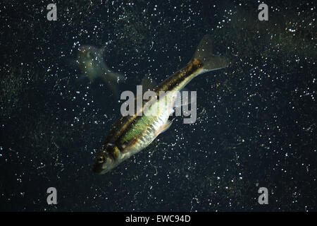 Gemeinsamen Elritze (Phoxinus Phoxinus) im Schönbrunn Zoo in Wien, Österreich. Stockfoto