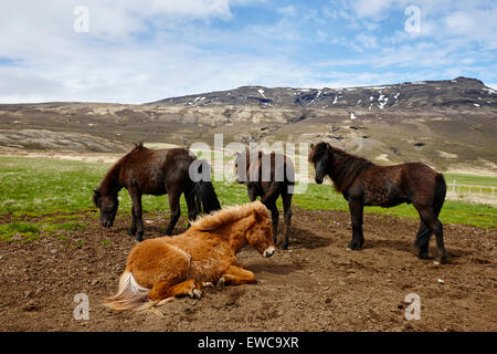 Isländische Pferde Island Stockfoto