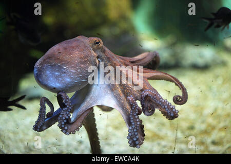 Gemeinsame Krake (Octopus Vulgaris) im Frankfurter Zoo in Frankfurt Am Main, Hessen, Deutschland. Stockfoto